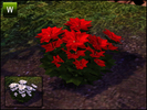 Outdoor Poinsettia by sim_man123 - Click to view and download separately!