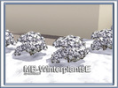 MB-WinterplantsE by matomibotaki - Click to view and download separately!