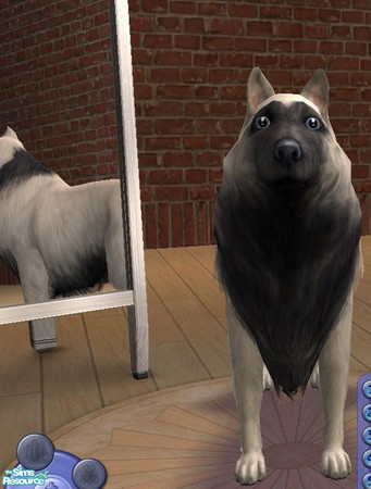 Sims 2 — Mountain Dog by architrom — A beautiful dog for sims of all ages.