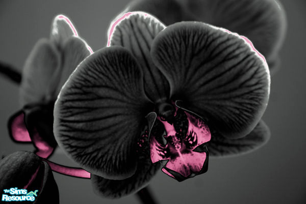 Sims 2 — U-V\'s Black Orchids by WackyBird — This can be found under Two Dogs and an Olive.