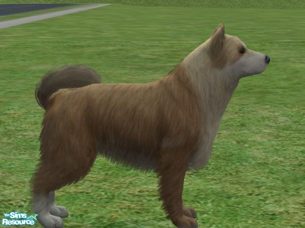 Sims 2 — Eurasier by Wolf91 — A German breed, this dog was used to pull sleds, but is now also used as a companion. It
