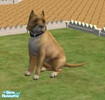 Sims 2 — Pit Bull Terrier by brittie — This is MY version of a Pit Bull Terrier.. Enjoy!