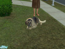 Sims 2 — German Retriever by maryjane2991 — This is what I got when i bred a German Shepherd with a Golden Retriever!