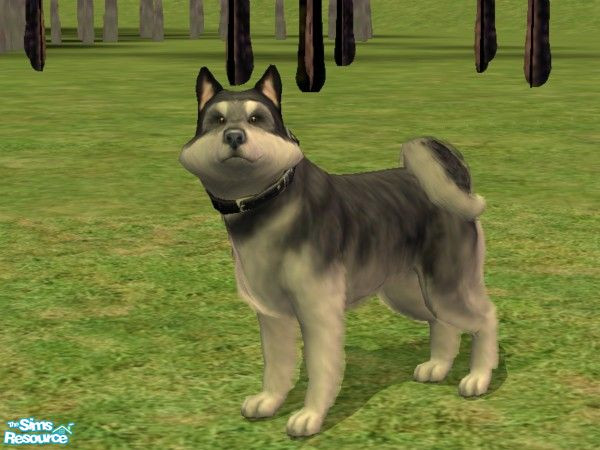 Sims 2 — Alaskan Malamute by Wolf91 — Named after a big mountain in Alaska, the Alaskan Malamute is probably the biggest