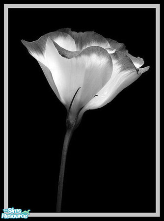 Sims 2 — HAP_Black White by heartsandpuppys — HAP_Black White