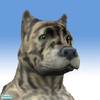 Sims 2 — Safari - Albino Rockingam Terrier by strange_character — An Albino, Safari is the rarest of Rockingam\'s to ever