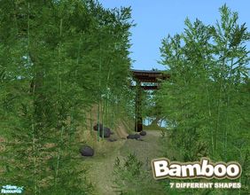 Sims 2 — Bamboo BASE GAME by Murano — 7 different bamboo with recolors compatible with BASE GAME. For SEASONS compatible