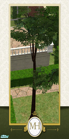 Sims 2 — MH Garden Hardwood by phoenix_phaerie — A soaring sinewy hardwood tree. 