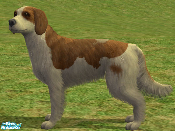 Sims 2 — Kooikerhondje by Wolf91 — A Dutch breed, this dog comes from the Netherlands (Holland) and loves water. They are