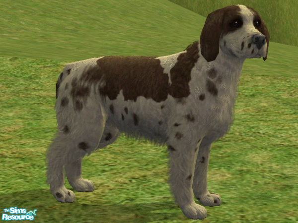 Sims 2 — English Springer Spaniel by Wolf91 — This dog is an excellent gundog, that is good with children, suitable for