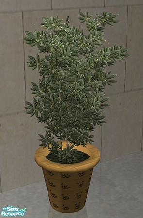 Sims 2 — Dream Bathroom - Schefflera by SaeraMaples — Relax and enjoy yourself in this inviting bathroom set.