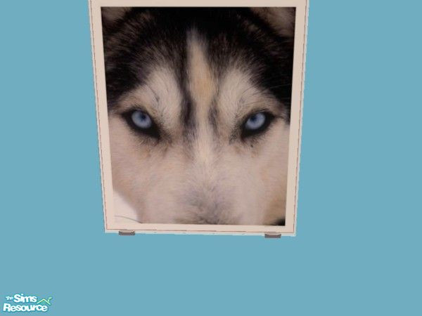 Sims 2 — Focus by tinajean1 — Very intense picture of a wolf using "grilled cheese" I hope you like it