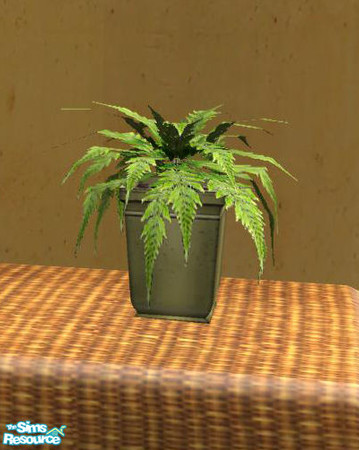 Sims 2 — Leather and Rattan - Potted Fern by ShinoKCR — 