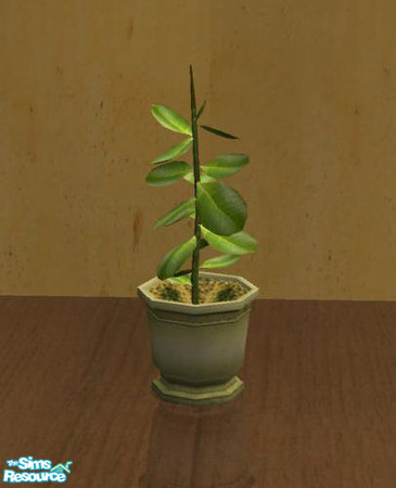 Sims 2 — Leather and Rattan - Plant Rubbertree by ShinoKCR — 