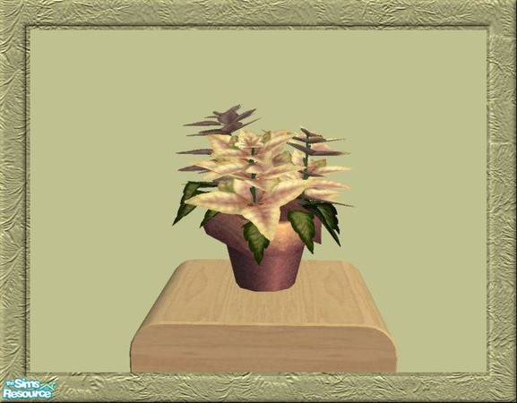Sims 2 — Floristry Poinsettia in Violet by jeni — Part of a collection of recoloured Maxis plants. Some with new pots,