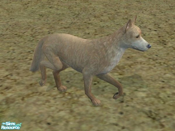 Sims 2 — Coyote by TabbyDragon — This coyote can be found eating your cat and making himself scarce (respectively).