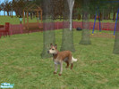 Sims 2 — Shadow by Wolfie13 — A loyal friend for your sim.