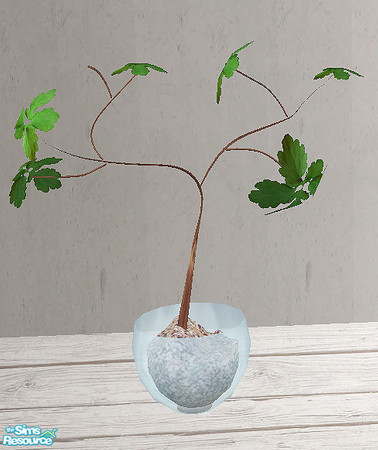 Sims 2 — Amazing January - plant by steffor — 