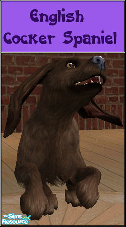 Sims 2 — English Cocker Spaniel by Scrawffler — A small dog traditionally used for hunting, but nowadays are very popular