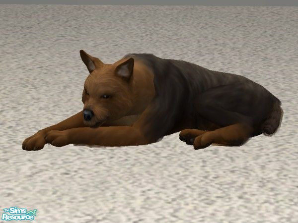 Sims 2 — Yorkshire Terrier by Wolf91 — Done as a request for: melaniecox. This is not the show dog version. But it is a