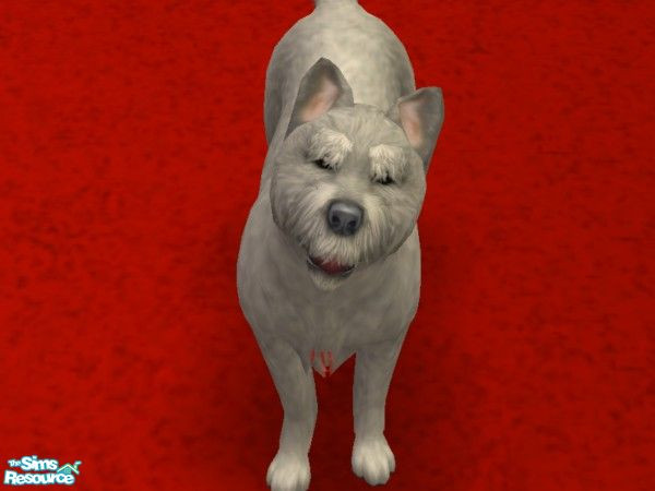 Sims 2 — Cairn Terrier by Wolf91 — Done as a request for melaniecox. Used for hunting, this dog is an excellent guard
