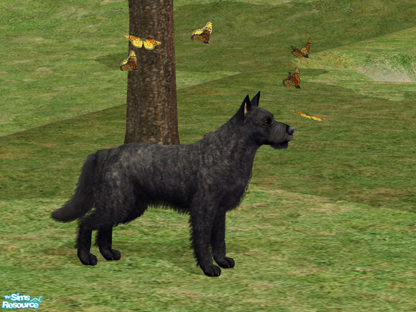 Sims 2 — Dutch Shepherd Dog by dj_une — Rough-haired Dutch Shepherd Dog.