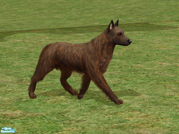 Sims 2 — Dutch Shepherd Dog by dj_une — Longhaired Dutch Shepherd Dog.