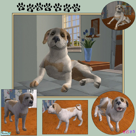 Sims 2 — Peaches by hiedibear75 — Peaches has an ADORABLE face & she\'s sweeter than a peach! All she needs is for