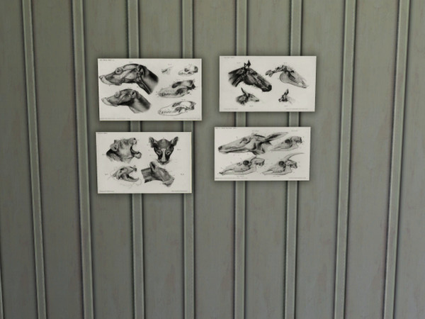 Sims 3 — Antique Animal Anatomy Posters by samusa06 — A collage of 4 posters of Animal anatomy. Great for the science