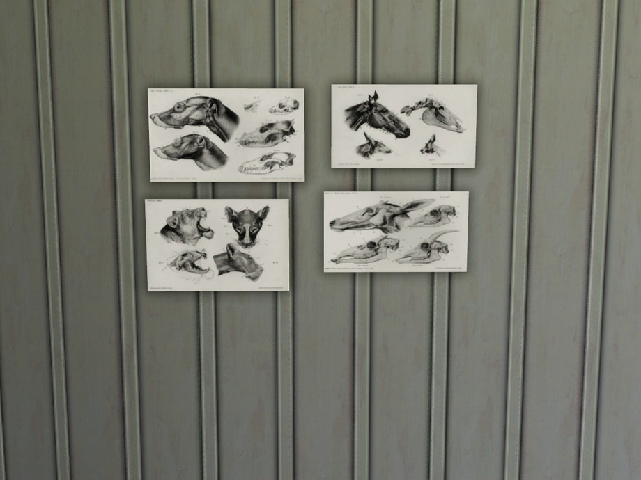 The Sims Resource - Antique Animal Anatomy Posters