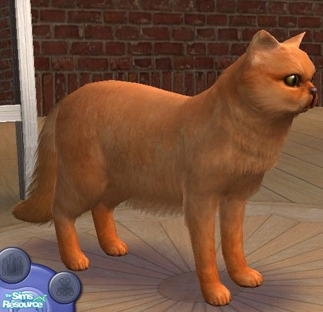 Sims 2 — JD red smoke persian by jdamgaard — My second smoke persian cat. A beautiful red smoke persian
