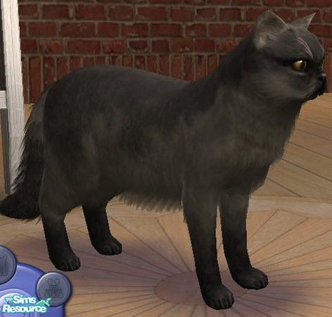 Sims 2 — JD black smoke persian by jdamgaard — Here is the first in my series of cats. A beautiful black smoke persian
