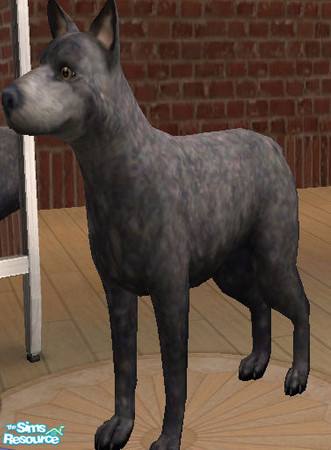 Sims 2 — Australian Stumpy Tail Cattle Dog by littlebillie — It\'s an Australian Stumpy Tail Cattle Dog. For more infos