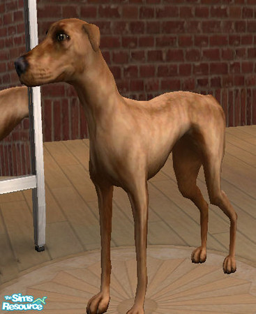 Sims 2 — Azawakh by littlebillie — It\'s an Azawakh. For more infos about this breed see the Wikipedia article --