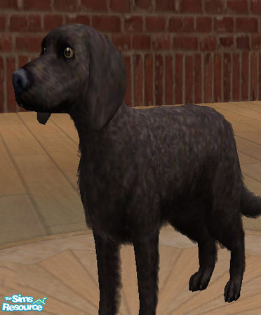 Sims 2 — American Water Spaniel by littlebillie — It\'s an American Water Spaniel. For more info about this breed see the
