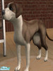 Sims 2 — American Staffordshire Terrier by littlebillie — It\'s an American Staffordshire Terrier. For more infos about