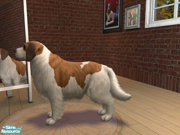 Sims 2 — Saint bernard! version 2! by renamon — Here's a truly one... a Saint Bernard - yes, that breed of the Beethoven