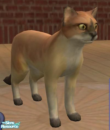 Sims 2 — Mountain Lion by vVv_klaws_vVv — This is only my second time making something for a site so i hope you like it!!