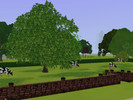Sims 3 — Cow Meadow by Maysongbird — A place to picnic and paint.Great for country scenery when sim walks by.