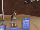 Sims 2 — My Dog Clifford by darthdog — I got my dog when I was only 9 yrs. old and with that I have to say Dogs are