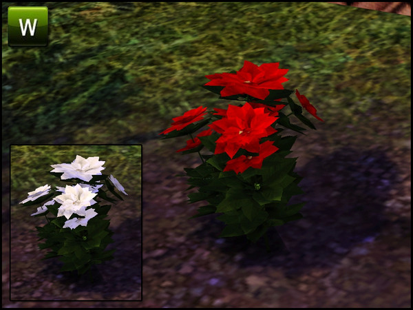 Sims 3 — Small Outdoor Poinsettia by sim_man123 — Small Outdoor Poinsettia, made by sim_man123 from TSR. TSRAA.