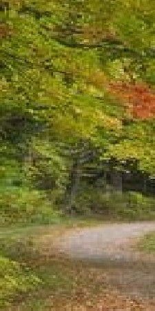 Sims 3 — Wall_ Mural_Country_Style_left by drib_ydal — Country Style mural found in wallpaper