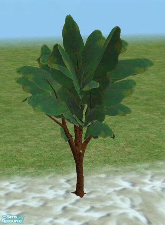 Sims 2 — Exotic Trees 4 - Recolors of 3 - Small by TheNinthWave — Recolor of Exotic tree 3 small.