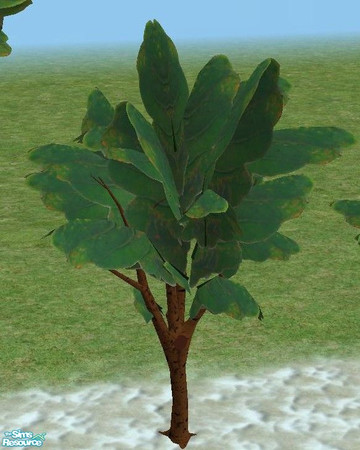 Sims 2 — Exotic Trees 4 - Recolors of 3 - Medium by TheNinthWave — Recolor of exotic tree 3 Medium.