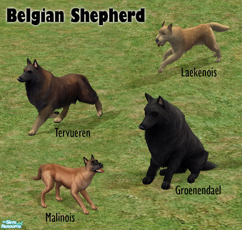 Sims 2 — Belgian Shepherd by dj_une — This set contains the four breed varieties: Tervueren, Groenendael, Malinois and