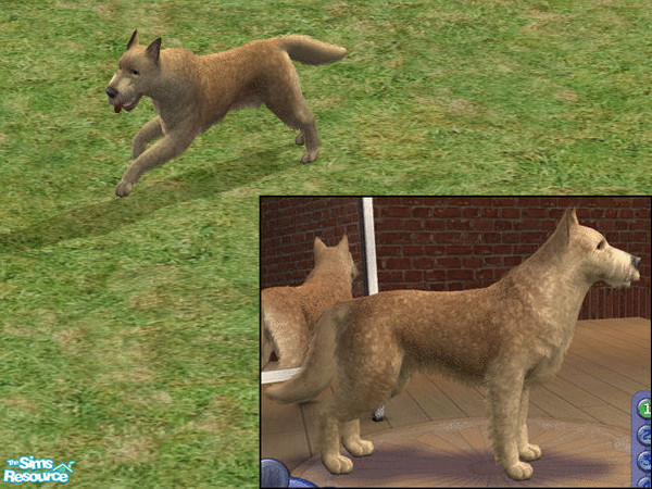 Sims 2 — Belgian Shepherd - Laekenois  by dj_une — One of the four Belgian Shepherd varieties.