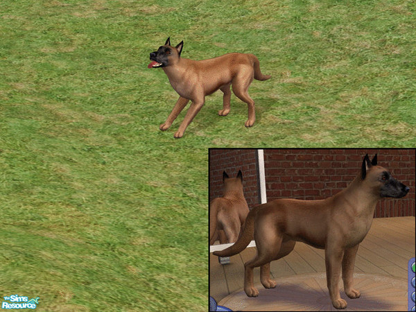 Sims 2 — Belgian Shepherd - Malinois  by dj_une — One of the four Belgian Shepherd varieties.