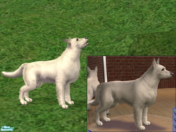 Sims 2 — Berger Blanc Suisse by dj_une — Also know as White Swiss Shepherd Dog and White Shepherd.