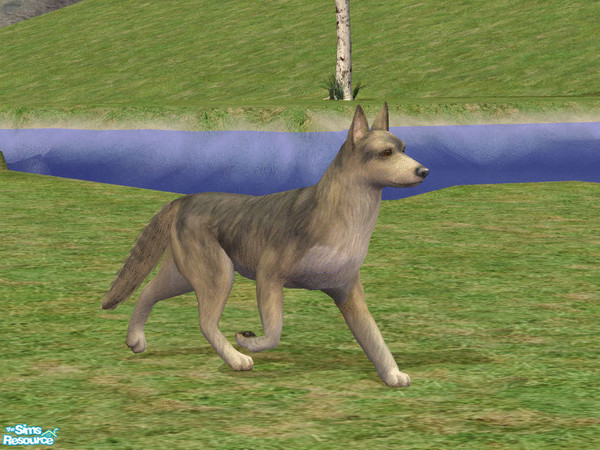 Sims 2 — Czechoslovakian Wolfdog by dj_une — 