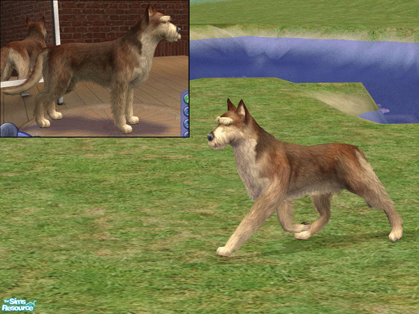 Sims 2 — Berger Picard by dj_une — Also known as Berger de Picardie or Picardy Shepherd.